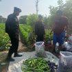 Dalam upaya mendukung program ketahanan pangan nasional, anggota Kompi 4 Batalyon C Pelopor Satbrimob Polda Jabar melakukan peninjauan ke lokasi ketahanan pangan di Desa Winong, Kecamatan Gempol, Kabupaten Cirebon.