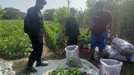Dalam upaya mendukung program ketahanan pangan nasional, anggota Kompi 4 Batalyon C Pelopor Satbrimob Polda Jabar melakukan peninjauan ke lokasi ketahanan pangan di Desa Winong, Kecamatan Gempol, Kabupaten Cirebon.