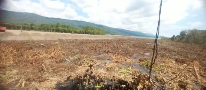 
					PT. Bumi Persada Surya Pratama Babat Hutan Mangrove, Banggai Berpotensi Bencana Ekologis