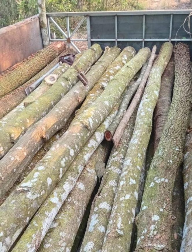 
					Hutan Perhutani di Lebak Terkulai, Dugaan Skandal Penebangan Liar Seret Nama Oknum Dinas!