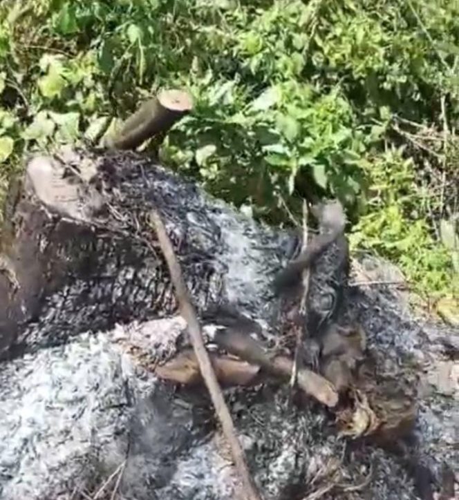 
					Pohon Jati di Hutan Lindung Pandanharum Dibabat, Warga Bersurat ke Presiden