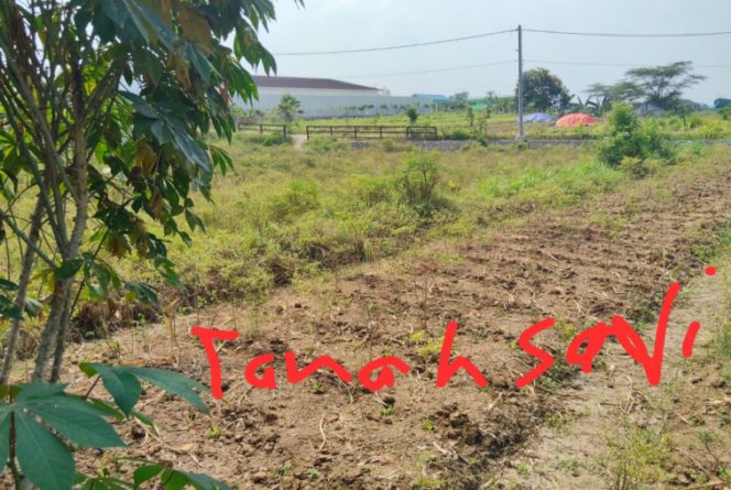 
“Tragis! Tanah Petani Mojowuku Disulap Jadi Sporadik Atas Nama Makelar, Hati-Hati Pengembang Nakal”