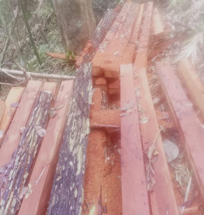 
					Pembalakan Liar di Cagar Alam Taronggo Morowali Utara Kebal Hukum