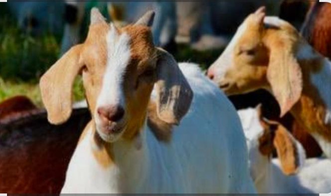 
					Dugaan Korupsi Dana Desa di Desa Janji: Anggaran Ternak Ratusan Juta, Fisik Kambing Hanya Separuh